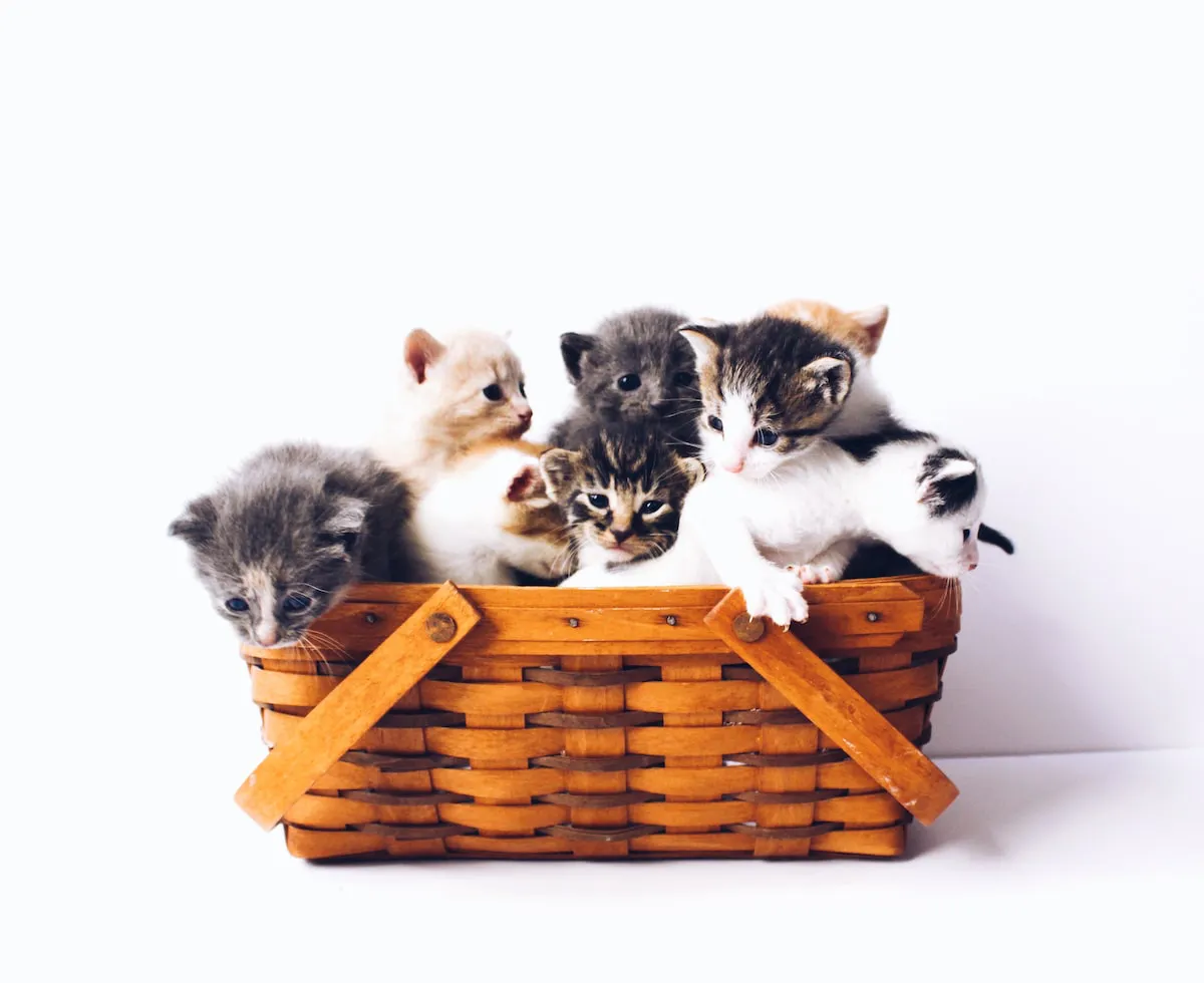 Factors to consider when deciding how many cats to adopt