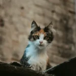 Fancy Feast Wet Food for Cats: Is it a Healthy and Delicious Choice?