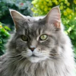 Feline Feels - Exploring the Emotional World of Cats and Their Owners