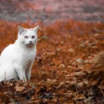 Flushing Cat Poop: Safe or Scary?