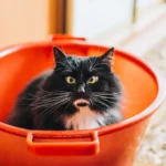 Green Bin Dilemma: Can You Toss Cat Litter?
