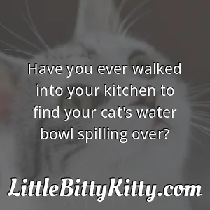 Have you ever walked into your kitchen to find your cat's water bowl spilling over?