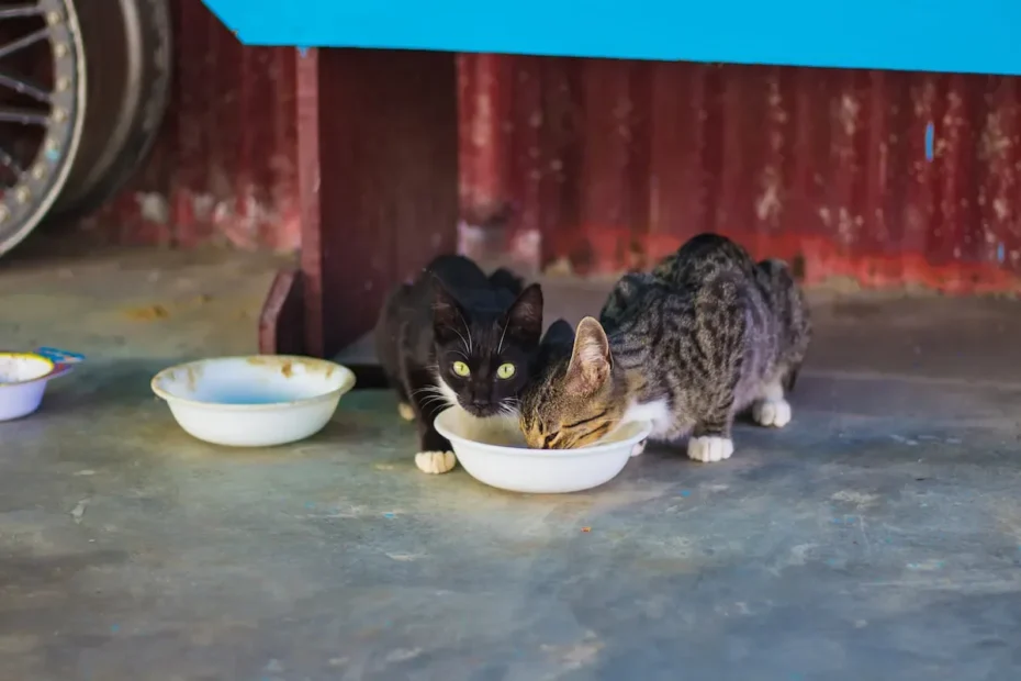 How Long Can Cats Hold It? The Truth About Feline Litter Box Habits.