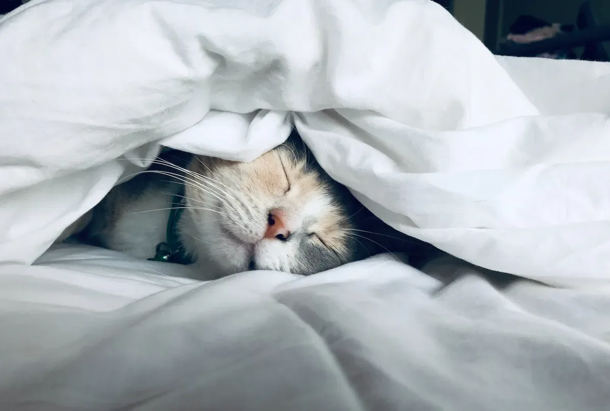 How to recognize when you have too many cats