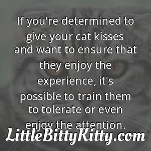 If you're determined to give your cat kisses and want to ensure that they enjoy the experience, it's possible to train them to tolerate or even enjoy the attention.