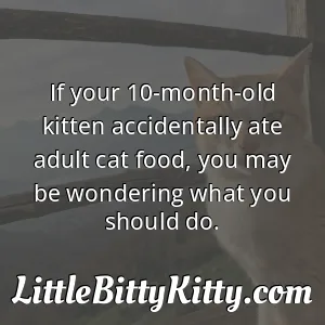 If your 10-month-old kitten accidentally ate adult cat food, you may be wondering what you should do.