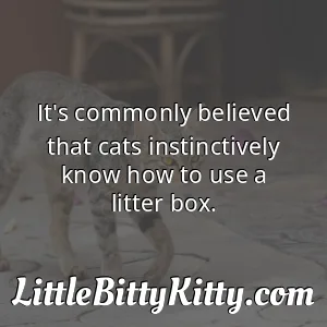 It's commonly believed that cats instinctively know how to use a litter box.