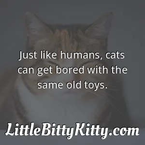 Just like humans, cats can get bored with the same old toys.
