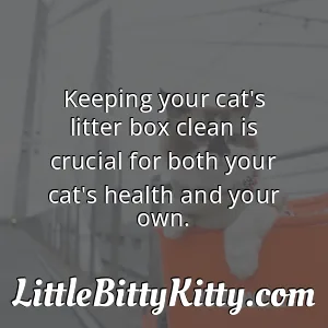 Keeping your cat's litter box clean is crucial for both your cat's health and your own.