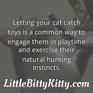 Letting your cat catch toys is a common way to engage them in playtime and exercise their natural hunting instincts.