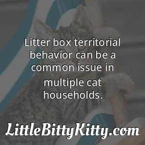 Litter box territorial behavior can be a common issue in multiple cat households.