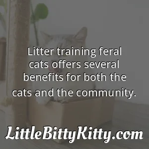 Litter training feral cats offers several benefits for both the cats and the community.