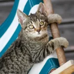 Moving Your Cat's Litter Box: A Complete Guide