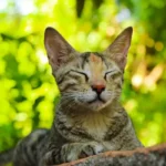 Multi-Cat Litter: Is It Really Better?