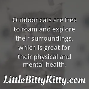 Outdoor cats are free to roam and explore their surroundings, which is great for their physical and mental health.
