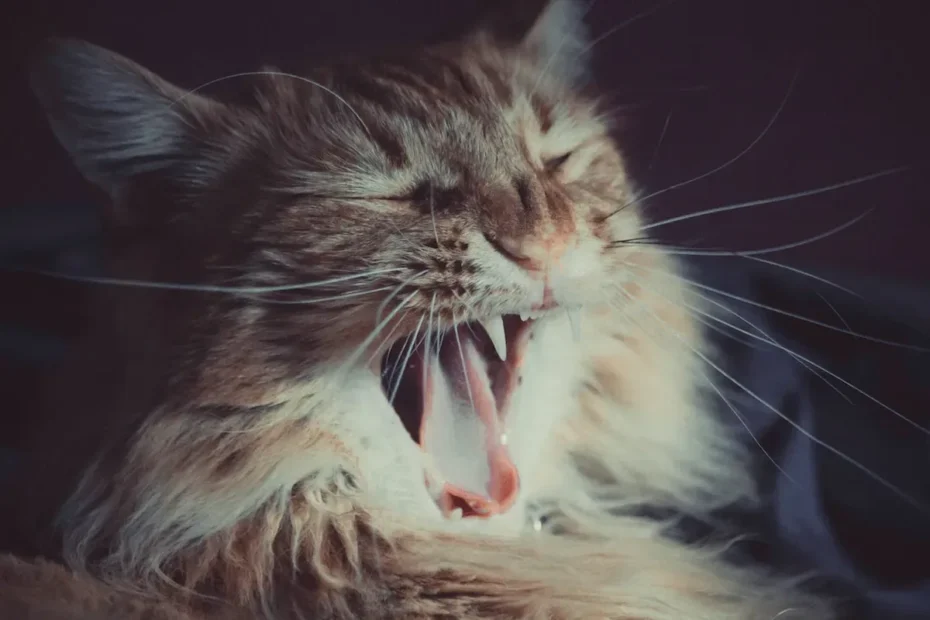Perfect Height for Cat Bowls: Tips for Optimal Feline Feeding