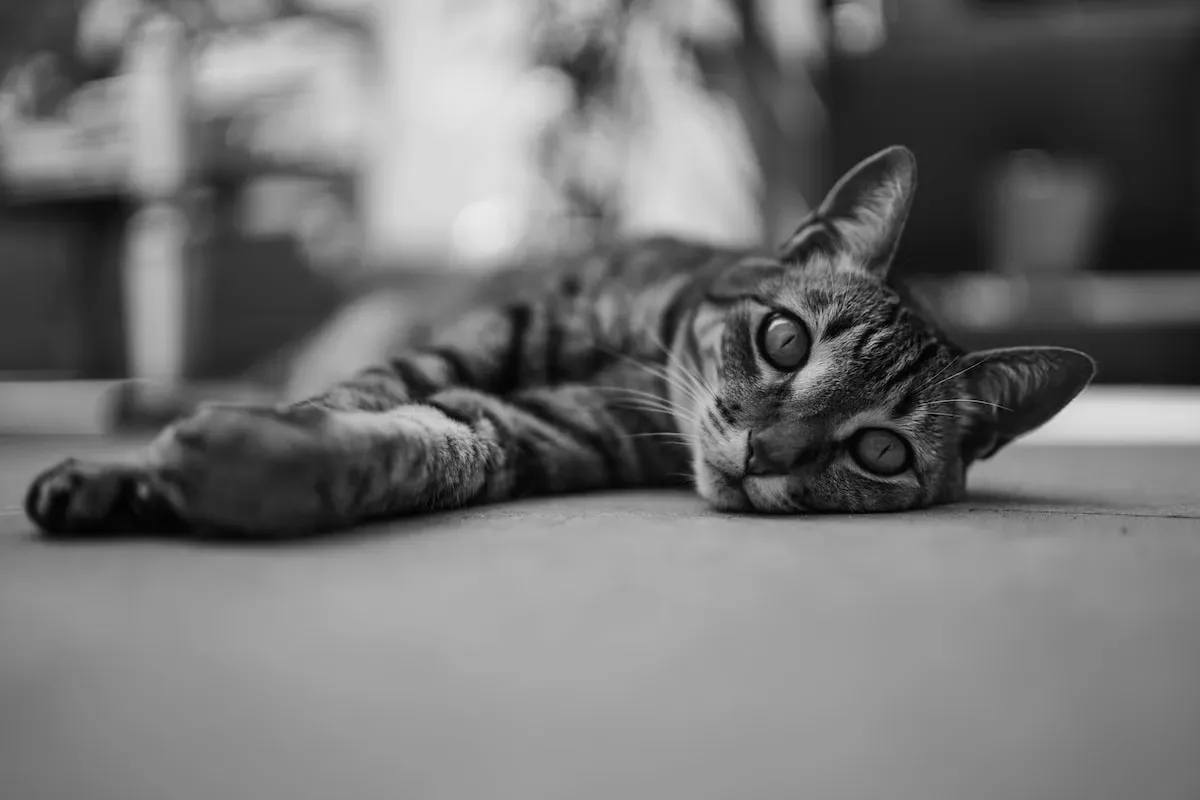 Pet Owner'S Reactions To Yesterday'S News Cat Litter Discontinuation