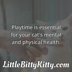 Playtime is essential for your cat's mental and physical health.