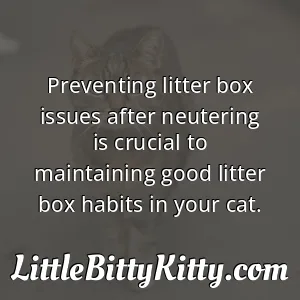 Preventing litter box issues after neutering is crucial to maintaining good litter box habits in your cat.