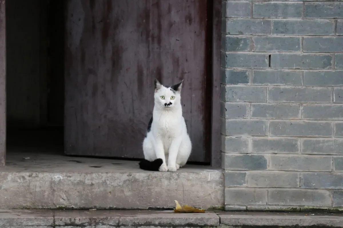 Pros and cons of a dry food diet for cats