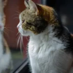 Rice Cat Litter - A Budget-Friendly Alternative for Your Feline Friend