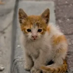 Safe Sleep for Kitty: Should You Store Cat Toys at Night?