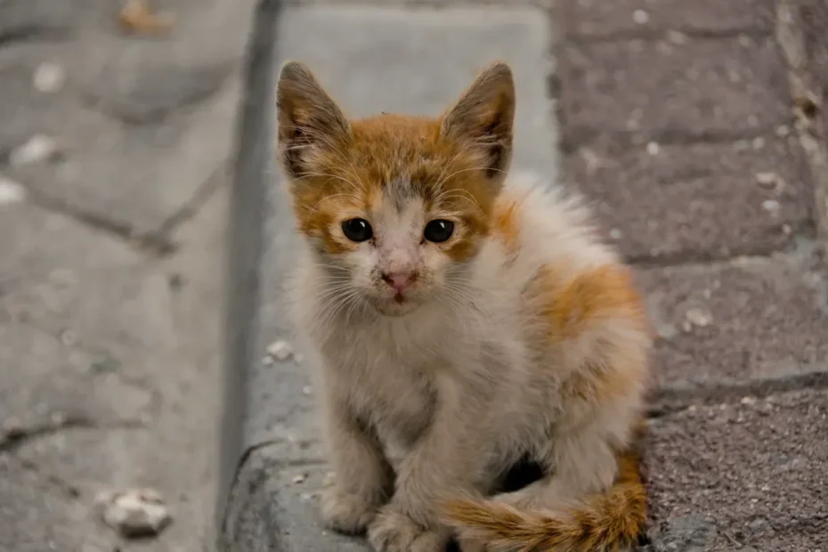 Safe Sleep for Kitty: Should You Store Cat Toys at Night?