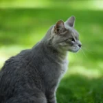 Sand for Cats: Pros, Cons, and Safety Considerations.