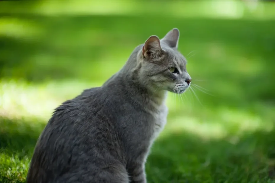 Sand for Cats: Pros, Cons, and Safety Considerations.