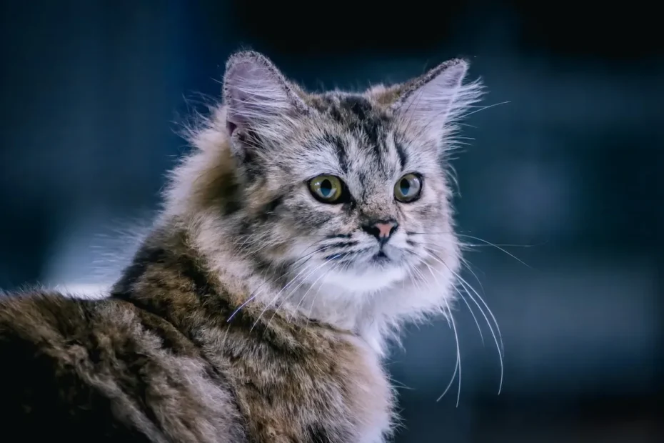 Sedating Cats for Grooming: Safe or Risky?