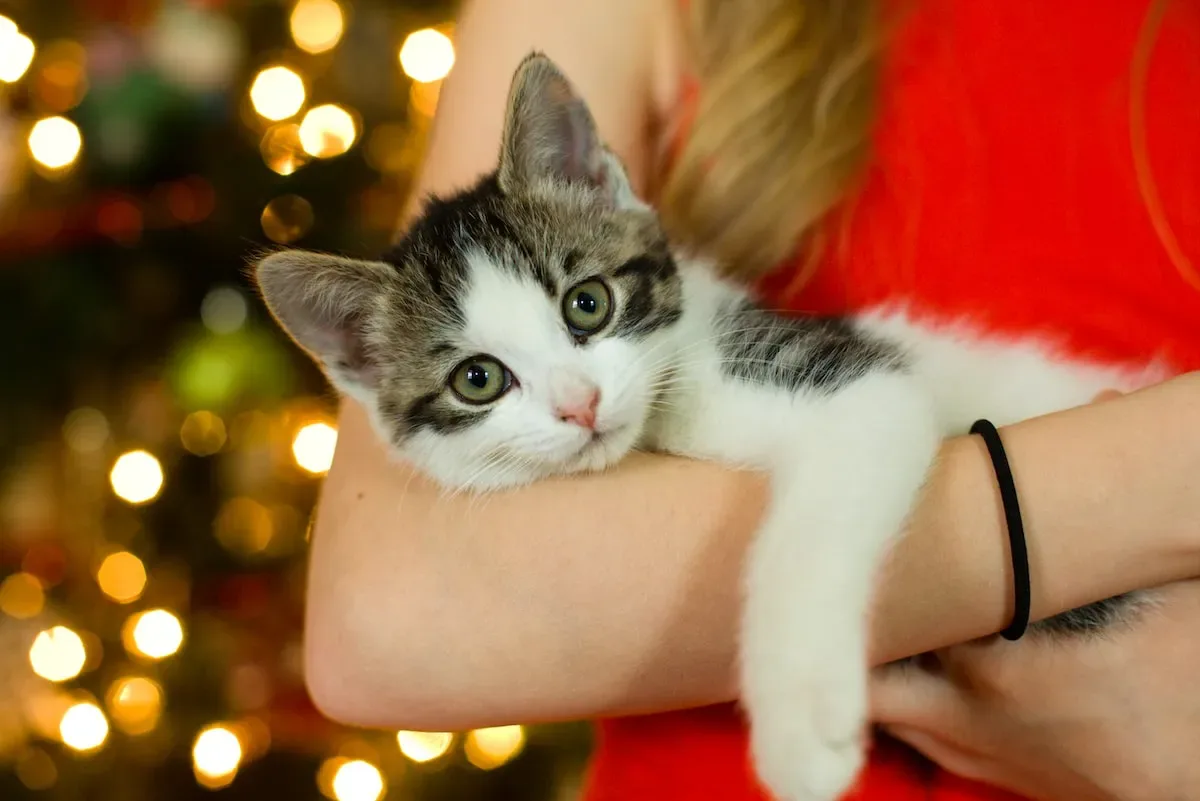 Should You Encourage Or Discourage Your Cat'S Toy Carrying Behavior?