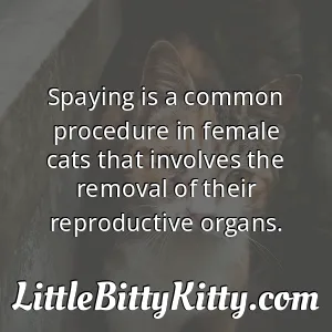 Spaying is a common procedure in female cats that involves the removal of their reproductive organs.