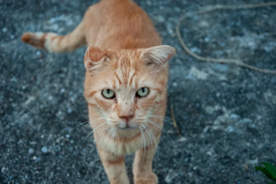 Spice Up Your Cat's Life? The Truth About Feeding Cats Spicy Food