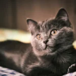 Stop Kitten Poop Mishaps: Tips for a Clean Home