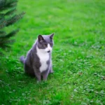 Stray Cat Litter Box Training - Tips for Success.