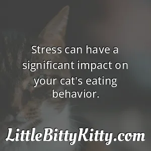 Stress can have a significant impact on your cat's eating behavior.