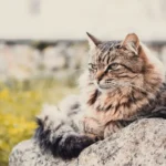 Surviving the Chill: How to Keep Your Cat Safe and Warm During Winter Months