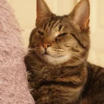 The Cat Conundrum: How Many Felines are Too Many for a Happy Home?