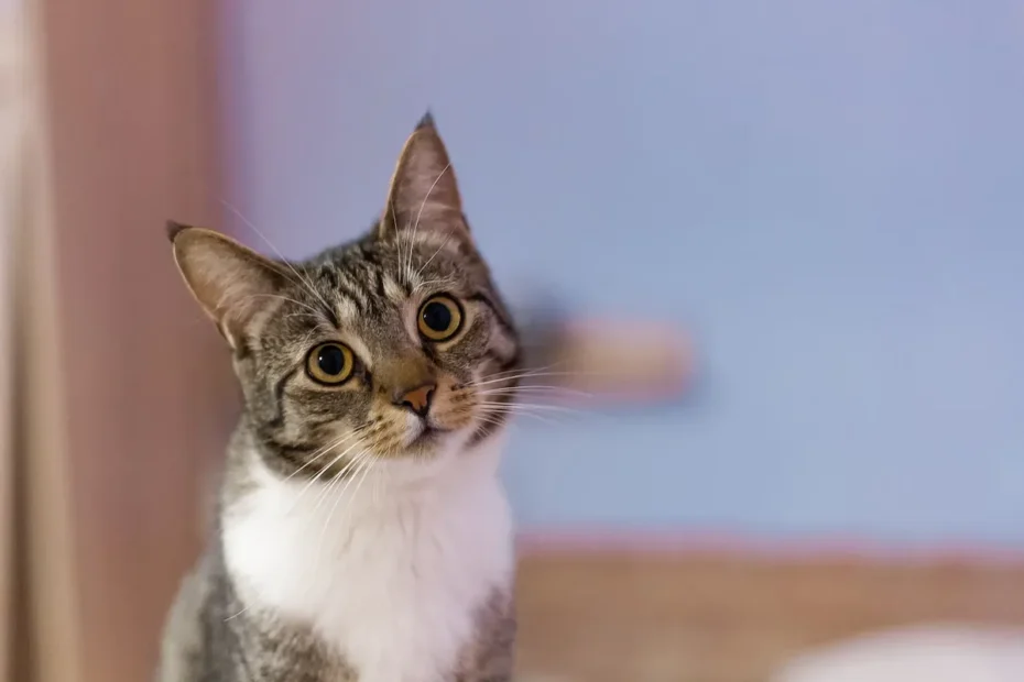 The Catfight Conundrum: Understanding Why Cats Fight After Grooming