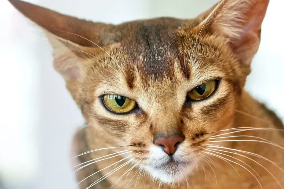 The Catnip Craze: Why Do Cats Go Crazy for It?