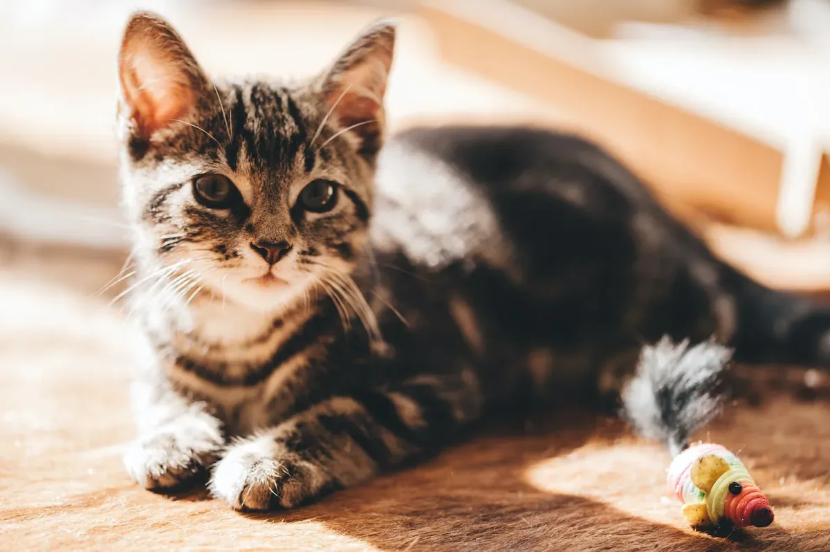 The Connection Between Cat Litter And Disease Transmission
