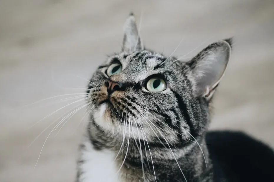 The Fascinating Reason Why Your Cat is Obsessed with One Toy