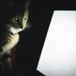 The Great Cat Food Debate: Free-Feeding vs Portion Control
