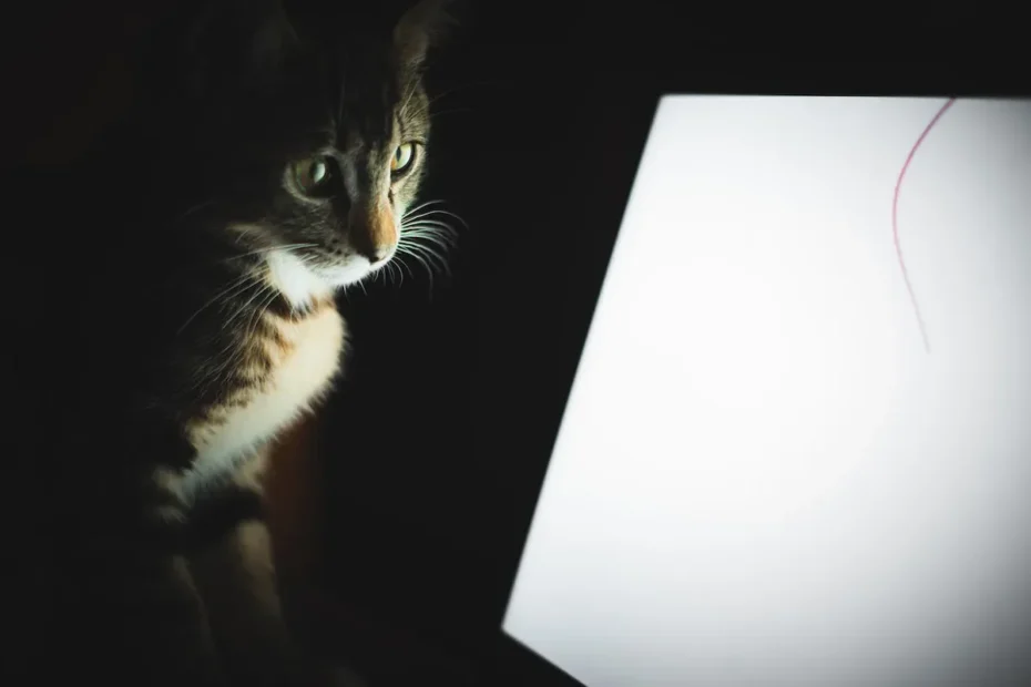 The Great Cat Food Debate: Free-Feeding vs Portion Control