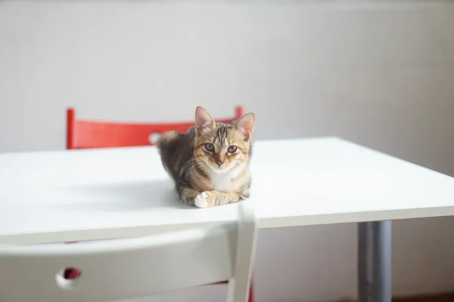 The Great Litter Box Liner Debate: To Use or Not to Use?