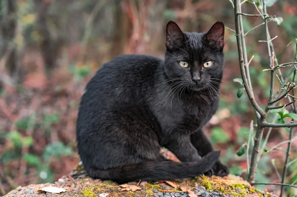 The Impact Of Domestication On A Cat'S Homing Ability