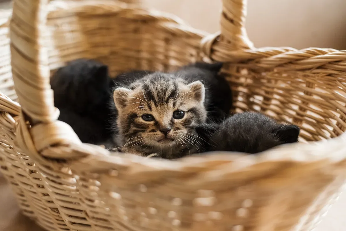 The Importance Of Proper Litter Box Maintenance With Multi-Cat Litter