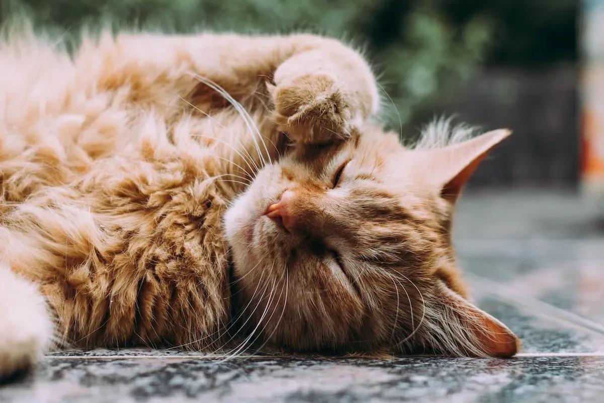 The Importance Of Providing A Safe And Secure Sleeping Spot For Your Cat