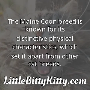 The Maine Coon breed is known for its distinctive physical characteristics, which set it apart from other cat breeds.