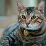 The Mystery of Cat Kneading: Understanding Why Cats Do It
